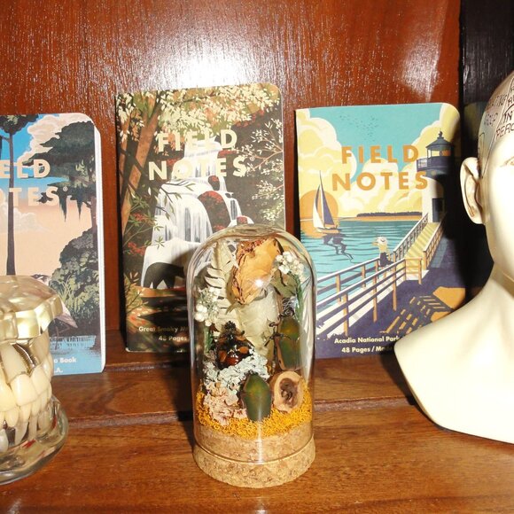 June Bug Sitting In Pinecone Throne Oddity Jar curiosity dome insect taxidermy - Picture 10 of 14